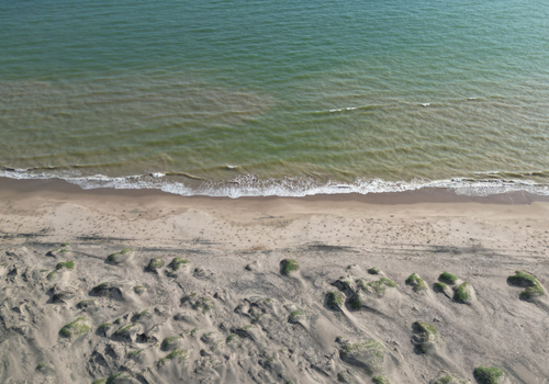 PLAYA EL CARDONAL Y DUNAS DEL SAHUIMARO