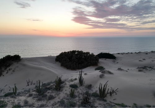 PLAYA EL CARDONAL Y DUNAS DEL SAHUIMARO