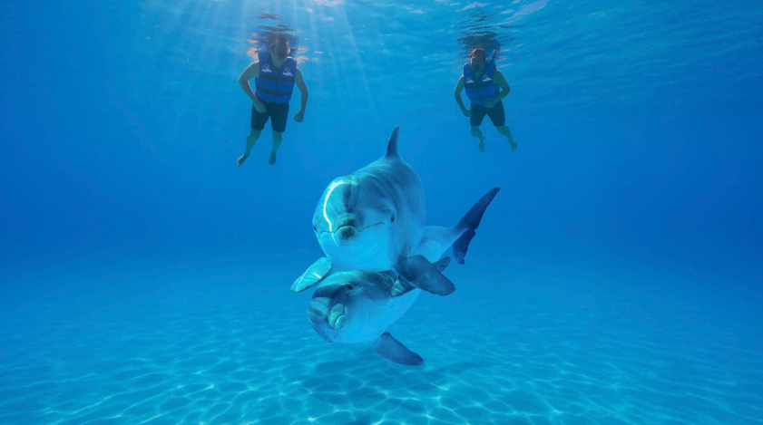 Nado con Delfines