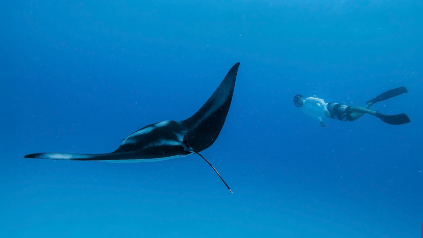 Ocean Safari