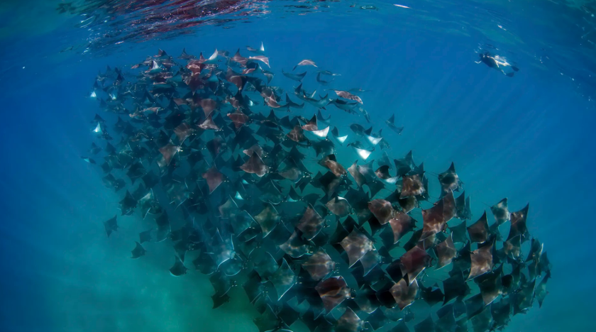 Ocean Safari