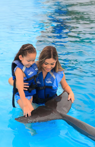 Nado con Delfines