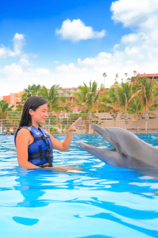 Nado con Delfines