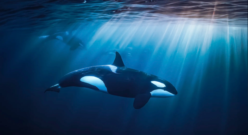 Ocean Safari