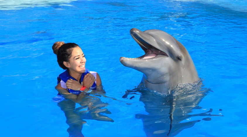 Nado con Delfines